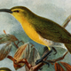 The Oahu ‘akialoa, painted by John Gerrard Keulemans